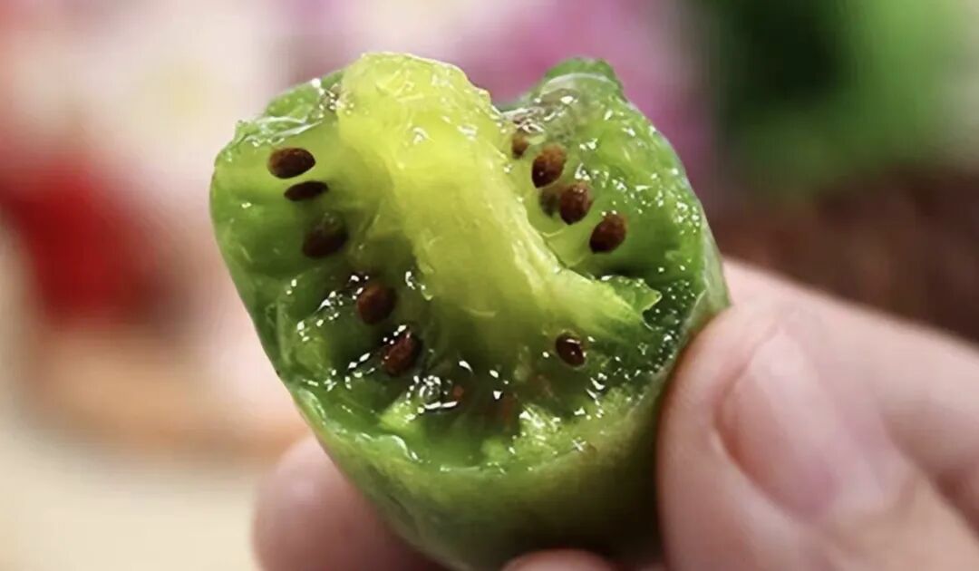 A Fruit That Looks Like Both Jujube and Cucumber, with Vitamin C Content Six Times Higher Than Oranges! This Northern Fruit is in Season and Many Haven't Seen It!