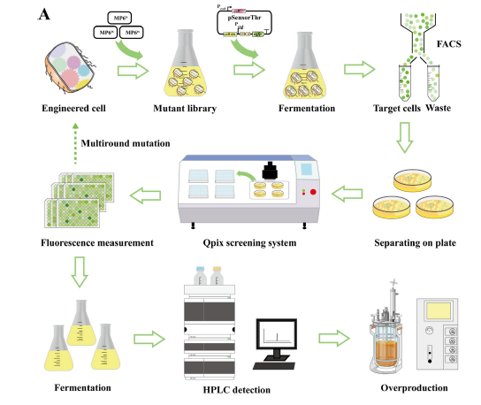 Biosensor Exploration: Enhancing L-Threonine Production in Escherichia coli