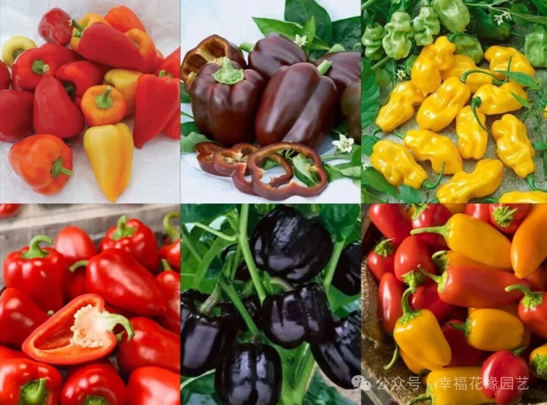Mini Sweet Peppers: The 'King of Vitamin C' on the Dining Table, Combining Nutrition and Flavor