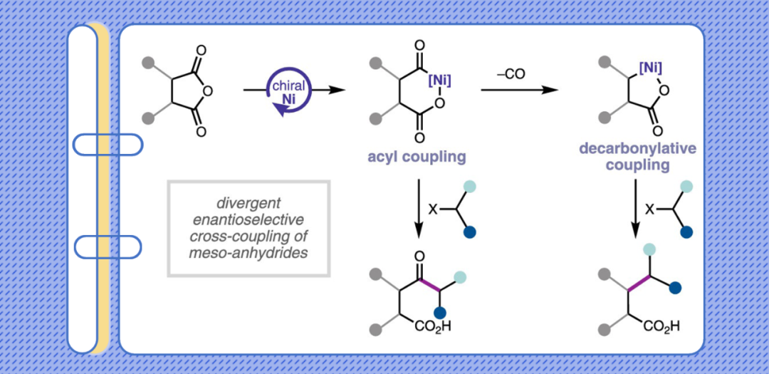 J. Am. Chem. Soc.: Nickel-Catalyzed Enantioselective Desymmetrization: Development of Divergent Acyl and Decarbonylative Cross-Coupling Reactions