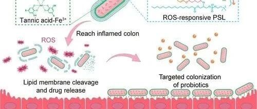 JACS | New Direction for ADC: Triggerable Probiotic-Drug Conjugates
