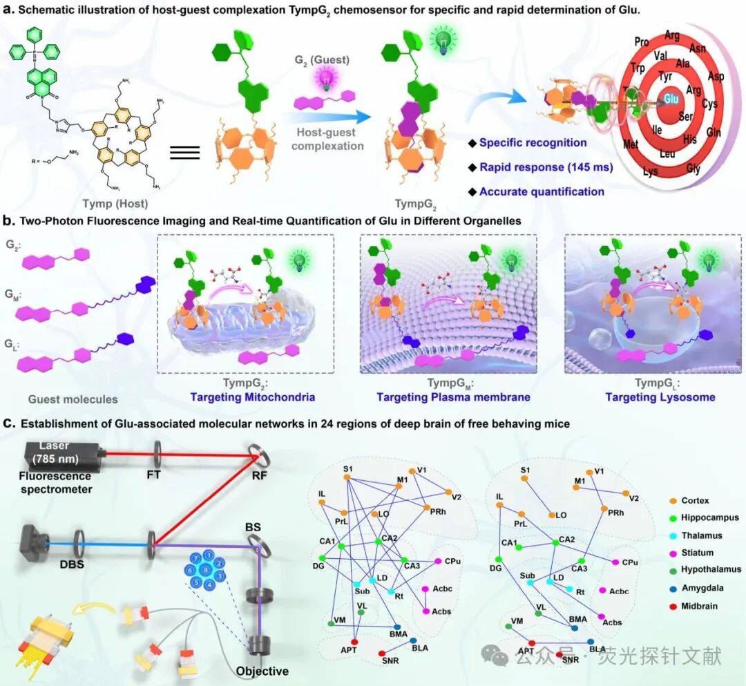 Engineering Supramolecular Fluorescent Chemical Sensors for Dynamic Multiscale Visualization of Glutamate in Living Systems