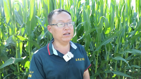 IoT Enables Precise Prediction of Drought and Pest Conditions for Corn Growth in Cheng'an