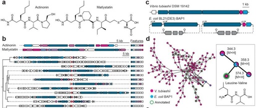 Chemotype- and Target-Driven Genome Mining for a New Natural Product Inhibitor of Bacterial Peptide Deformylase
