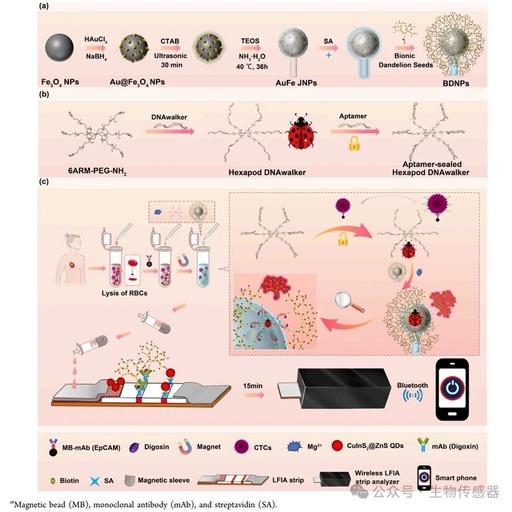 Wireless Cell Sensor Based on Bionic Dandelion Isothermal Amplification System for Ultra-Sensitive Detection of Circulating Tumor Cells
