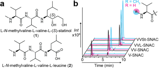 Chemotype- and Target-Driven Genome Mining for a New Natural Product Inhibitor of Bacterial Peptide Deformylase