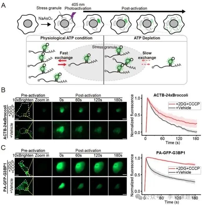 Photoactivatable RNA Tags for Subcellular Photolabeling of RNA