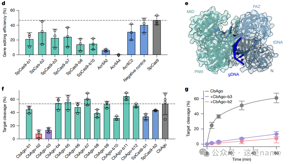BindCraft: A One-Shot Protein Design Tool for Functional Protein Binders (Nature 2025)