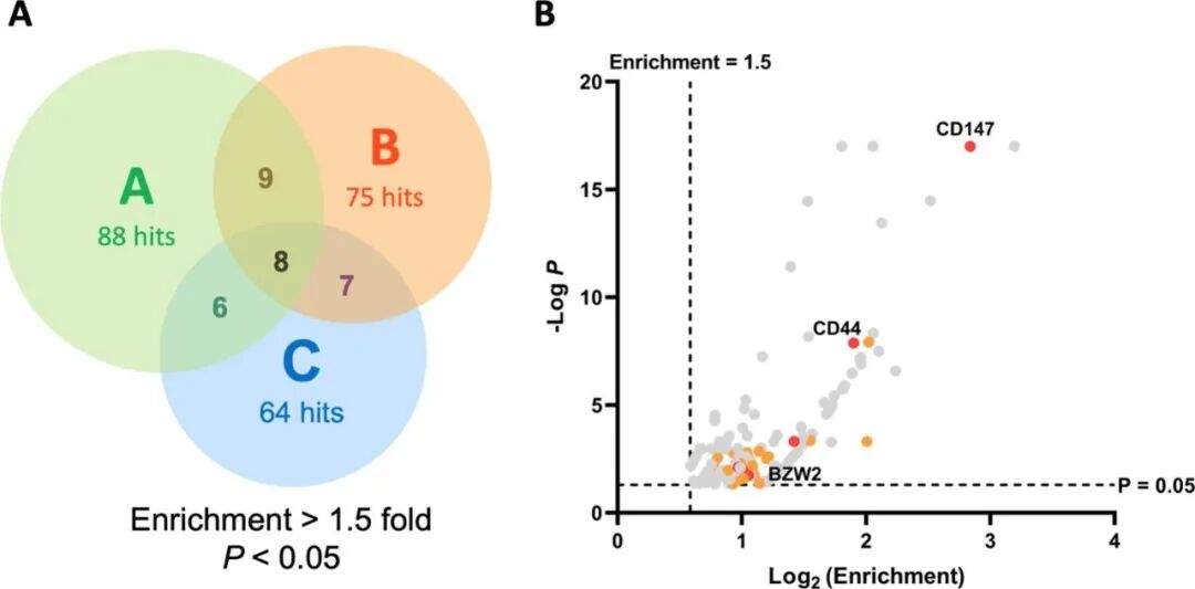 Photoaffinity Labeling Reveals a Role for the Unusual Triply Acylated Phospholipid N-Acylphosphatidylethanolamine in Lactate Homeostasis