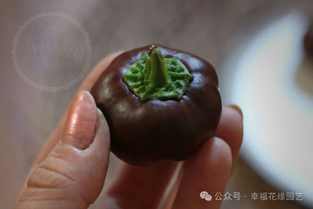 Mini Sweet Peppers: The 'King of Vitamin C' on the Dining Table, Combining Nutrition and Flavor