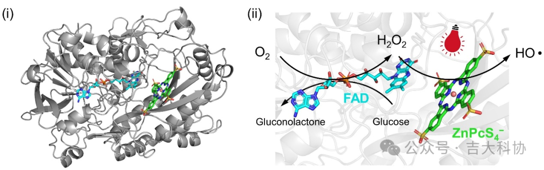 Professor An Zesheng: Precise Synthesis of Ultrahigh Molecular Weight Polymers via Supramolecular Near-Infrared Photoenzyme Catalysis