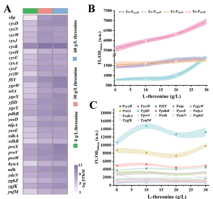 Biosensor Exploration: Enhancing L-Threonine Production in Escherichia coli