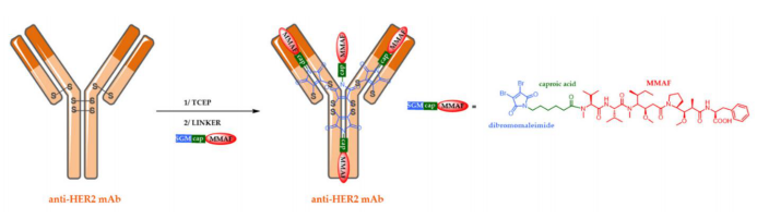 The Evolution of Antibody-Drug Conjugates (ADCs)