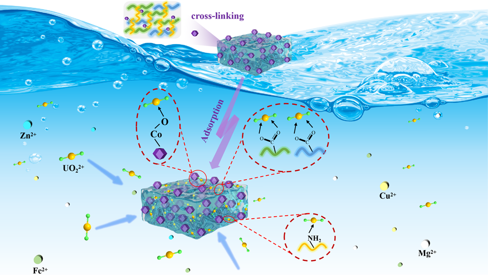 ZIF-67 Embedded Polyacrylamide/Sodium Alginate/Polyacrylic Acid Hydrogel for Efficient and Selective Uranium Extraction