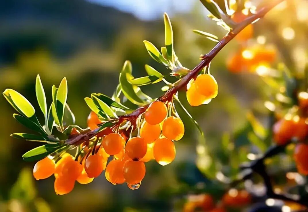The Antioxidant Champions of the Fruit World: Surprising Sources of Vitamin C
