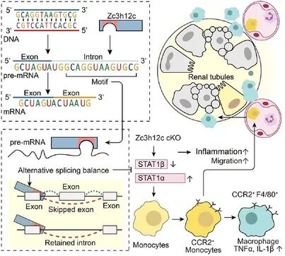 Macrophage Zc3h12c Limits Tissue Inflammation and Injury via Alternative Splicing of Pre-mRNA