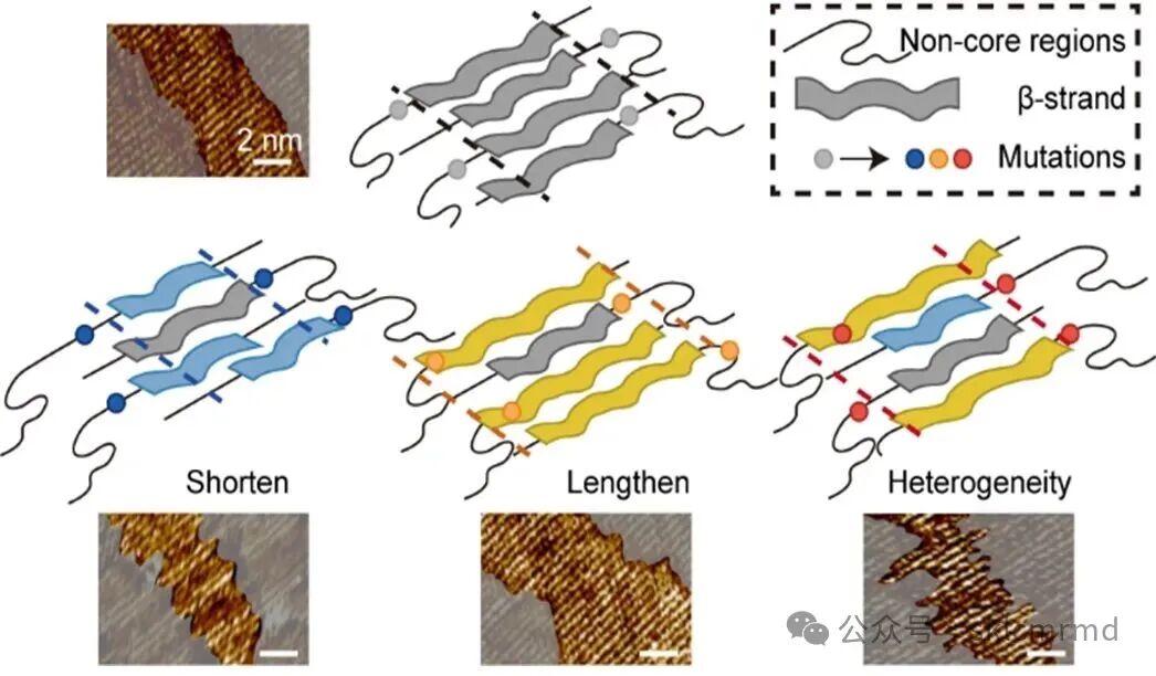 Wang Chenxuan's Team at the Institute of Basic Medical Sciences Reveals the Regulatory Mechanism of Non-Core Regions on the Conformational Diversity of Amyloid Aggregates