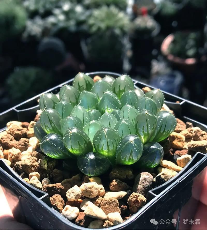 Haworthia: The Crystal Clear Mini Desktop Plant