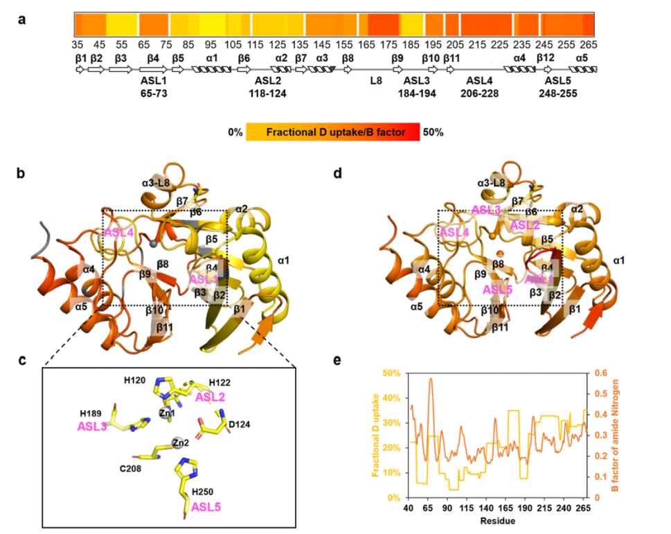 Inhibitor-Dependent Tolerance of New Delhi Metallo-β-Lactamase Driven by Single Mutation-Induced Conformational Changes