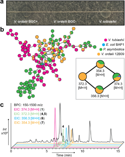 Chemotype- and Target-Driven Genome Mining for a New Natural Product Inhibitor of Bacterial Peptide Deformylase