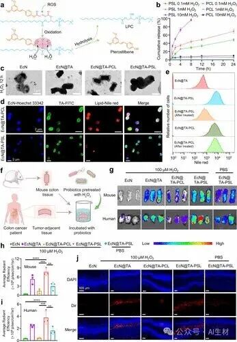 Oral Probiotic-Drug Conjugates for Targeted Colonization and On-Demand Drug Release in the Treatment of Ulcerative Colitis and Its Complications