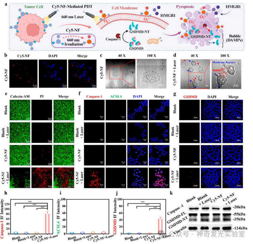 Controlled Electron Transfer: Implementing a Reservoir-Pump Integrated Strategy to Develop a Type I Photosensitizer for Evoking Long-Term Tumor Immunological Memory