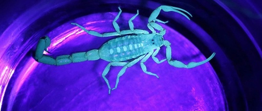 Jilin University: Scorpion-Inspired Biomimetic Sensors Assist Hexapod Robots in "Hunting" Behavior