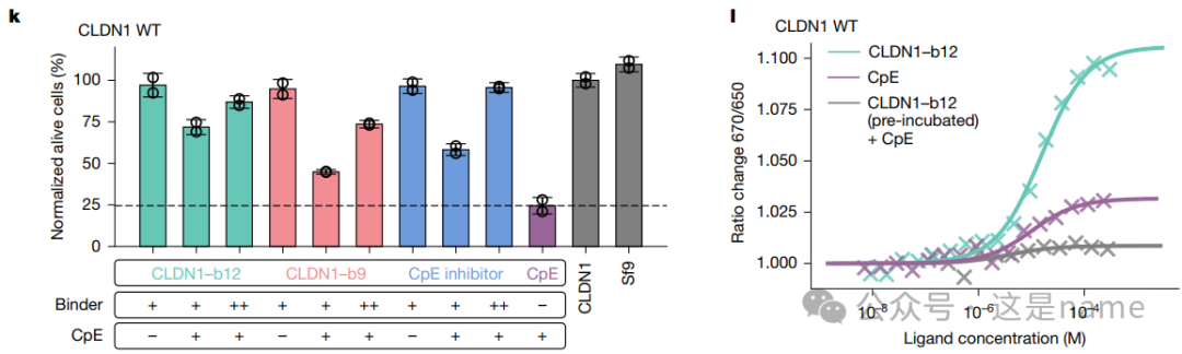 BindCraft: A One-Shot Protein Design Tool for Functional Protein Binders (Nature 2025)