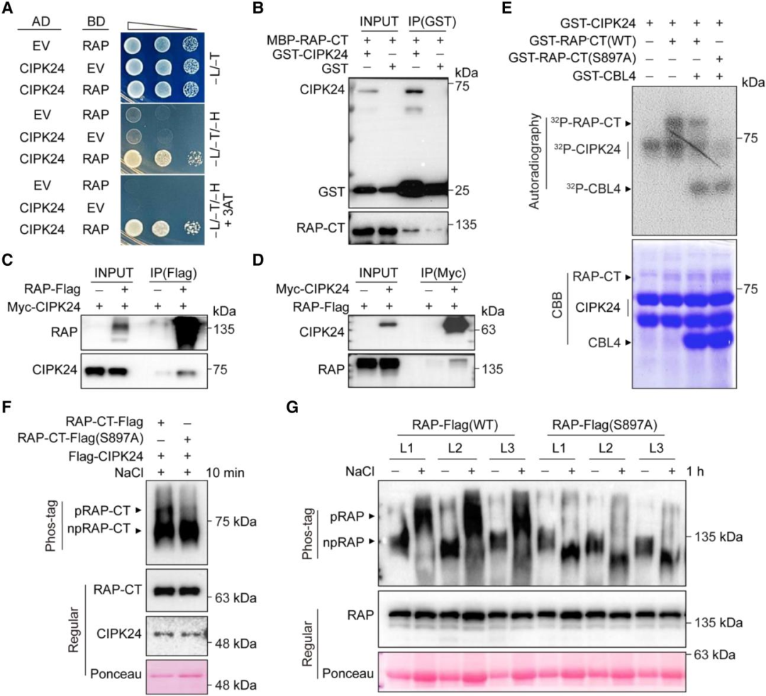 Literature Sharing | Interaction of Calcium Sensor Kinase Pathway with TOR Complex Balances Growth and Salt Tolerance in Arabidopsis