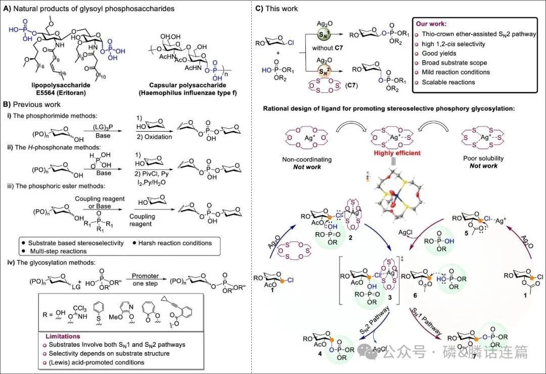 Thiocrown Ether: Reversing SN1 to SN2 Pathways in 1,2-cis Phosphoryl Glycosylation
