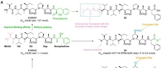 ADC Drug Payload Series (Part 2): Microtubule Protein Inhibitor Auristatin