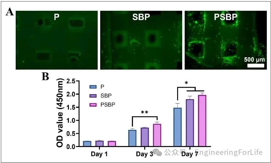 3D Printed Strontium-Doped Bioactive Glass/Polycaprolactone Scaffolds Enhance Immunomodulation and Bone Repair through Polydopamine Surface Modification