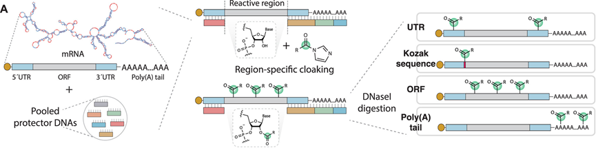 Localized 2'-OH Acylation at Poly(A) Extends RNA Translation