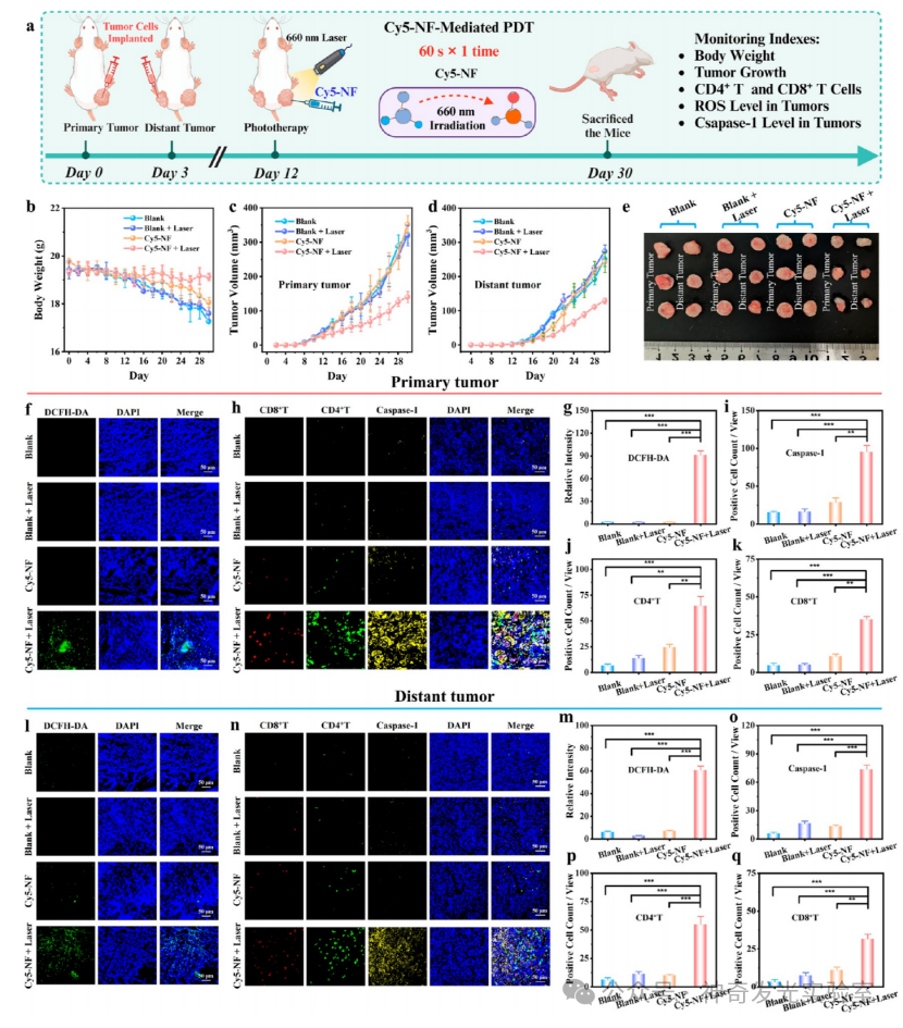 Controlled Electron Transfer: Implementing a Reservoir-Pump Integrated Strategy to Develop a Type I Photosensitizer for Evoking Long-Term Tumor Immunological Memory