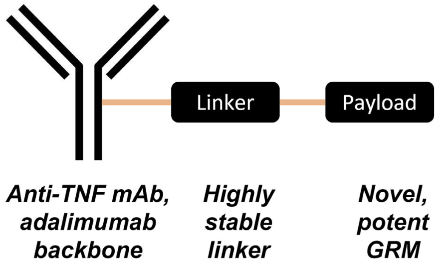 The Vast Potential of ADC Drugs: Autoimmunity, Infections, Metabolism, CNS, and More