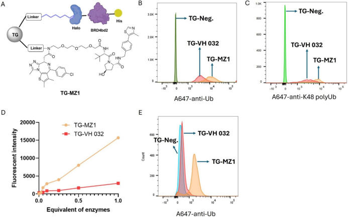A Functional Assay for Mining Noninhibitory Enzyme Ligands from One Bead One Compound Libraries: Application to E3 Ubiquitin Ligases