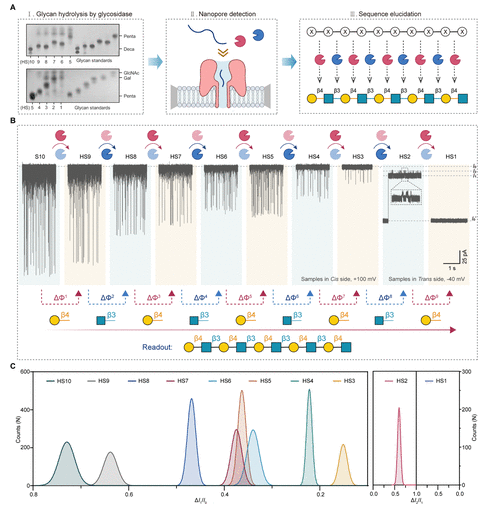 Cutting-Edge Literature: J. Am. Chem. Soc.: Glycosidase-Assisted Nanopore Sensing for Efficient Glycan Sequencing