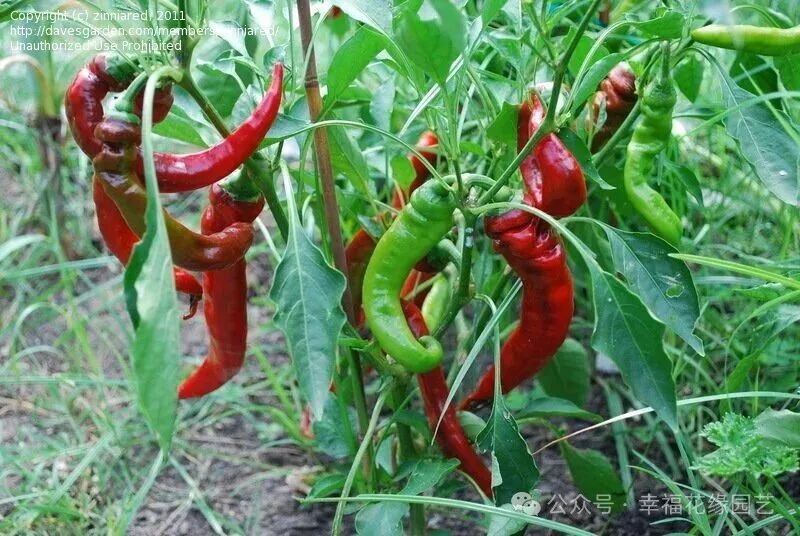 Mini Sweet Peppers: The 'King of Vitamin C' on the Dining Table, Combining Nutrition and Flavor