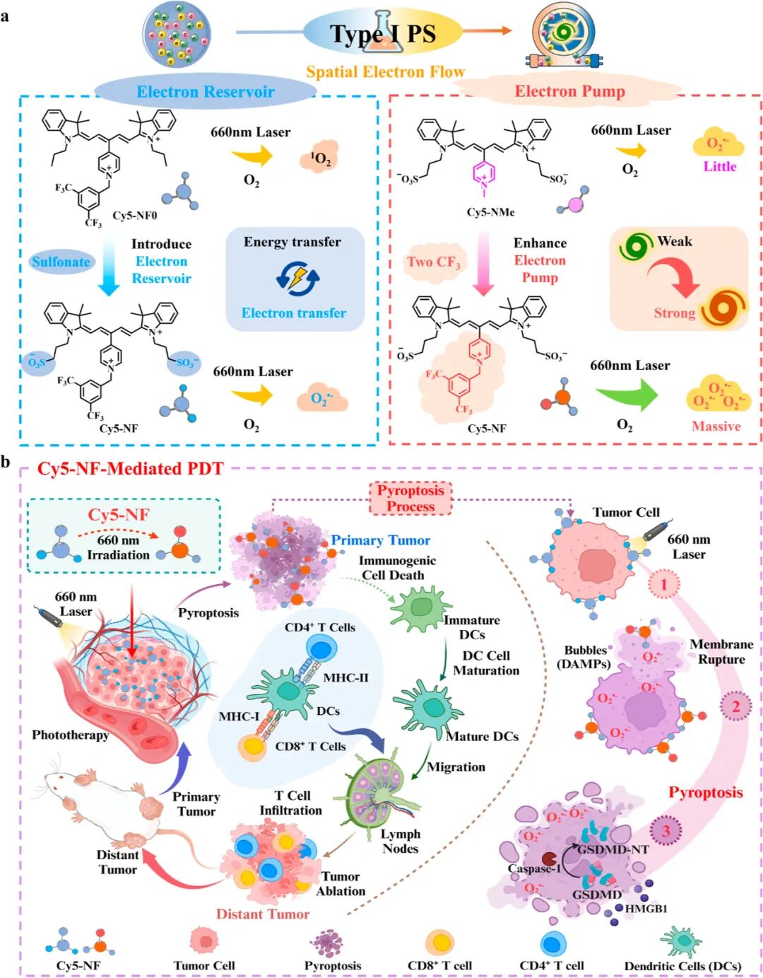 Controlled Electron Transfer: Development of Type I Photosensitizers through Energy Storage Pump Integration Strategy to Induce Long-term Tumor Immune Memory