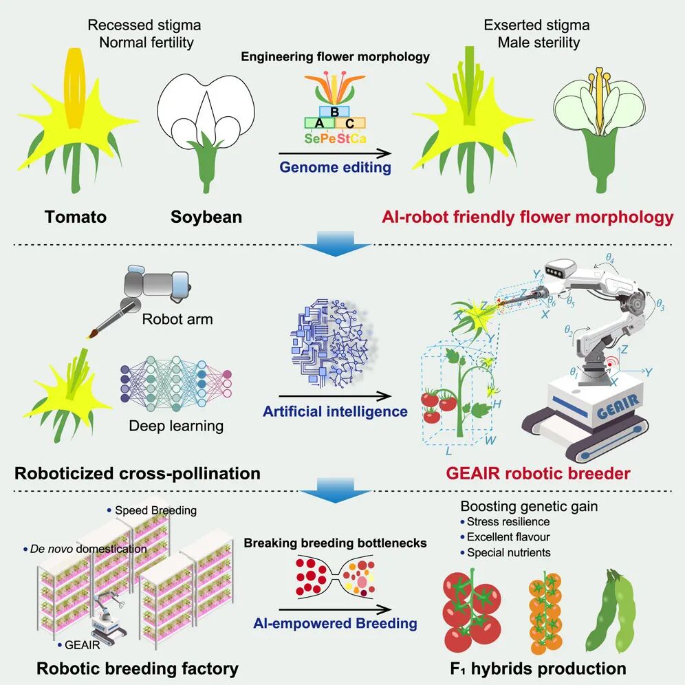Latest Publication from the Chinese Academy of Sciences: Breakthrough in Crop Hybrid Breeding through Collaborative Design of Genomic Editing and AI Robotics
