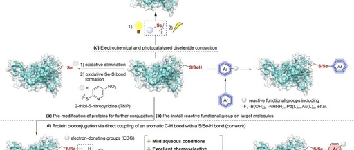 Late-Stage Aromatic C–H Bond Functionalization for Cysteine/Selenocysteine Bioconjugation