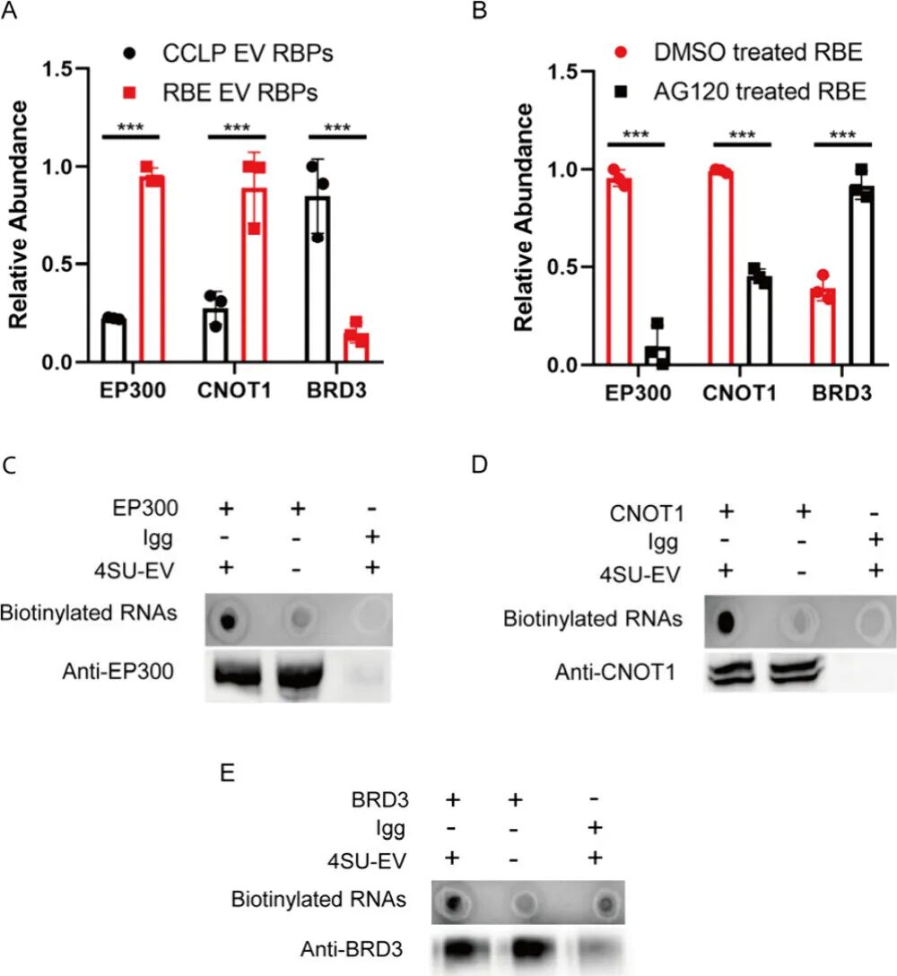 Proteomic Tracking of Extracellular Vesicle RNA Interactors in Recipient Immune Cells through Orthogonal Labelings