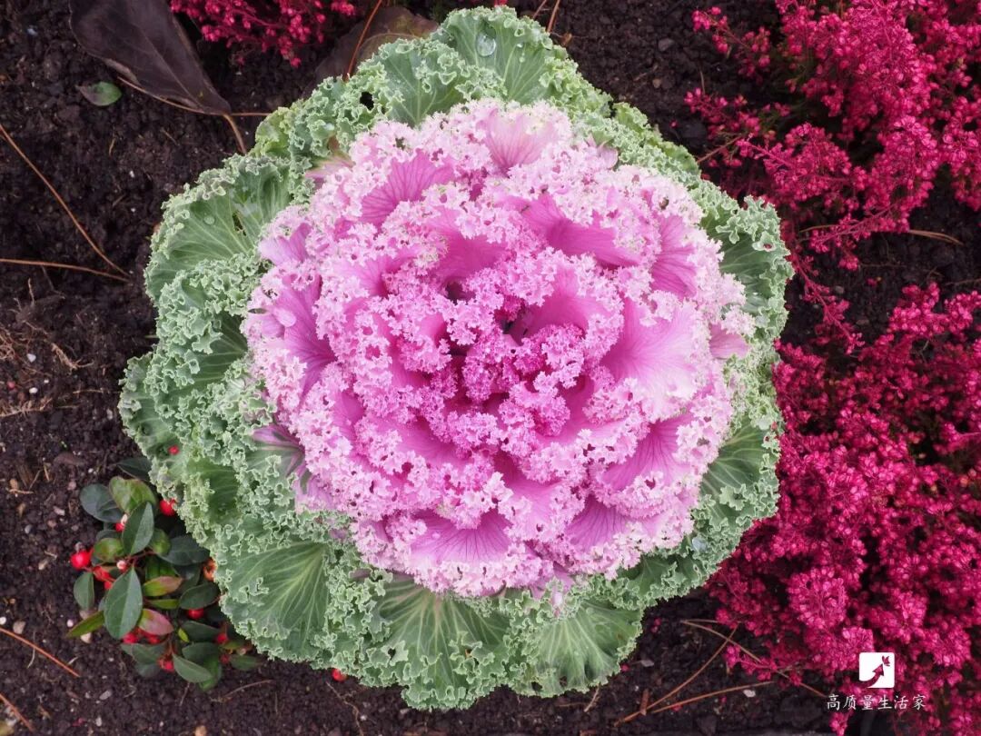 Top 10 Vegetables Rich in Vitamin C: Broccoli Ranks 10th, While the Most Loved is Number 1 - Don't Just Rely on Lemons for Vitamin C