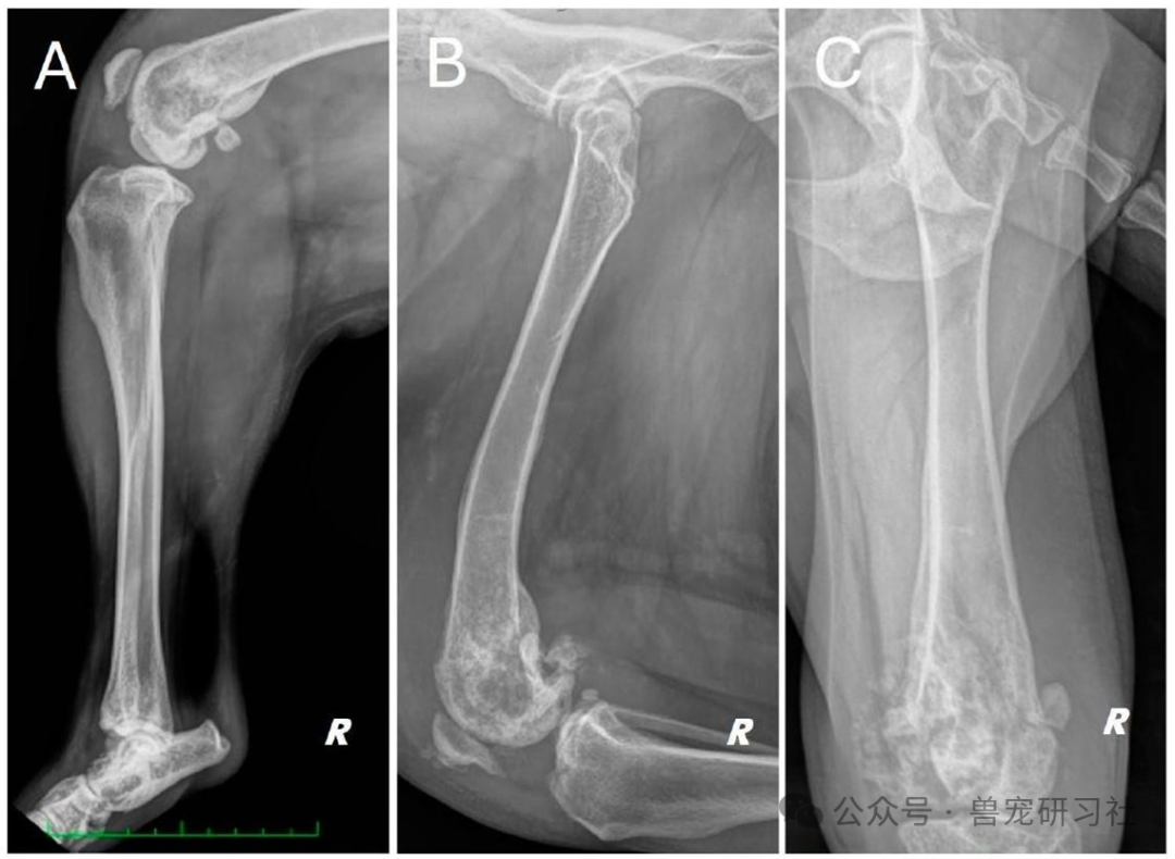 Golden Retriever Successfully Preserves Limb! 3D Printing and Precision Surgery Achieve Breakthrough in Chondrosarcoma Treatment