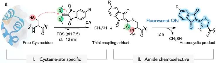 Site-Specific Chemoselective Cyclization and Fluorogenic Modification of Protein Cysteine Residues: From Side-Chain to Backbone