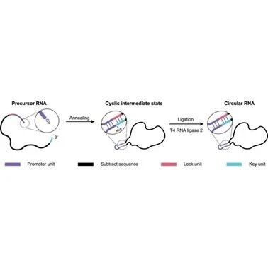 Literature Sharing | J. Am. Chem. Soc.: A Computationally Optimized Ribonucleic Acid Circularization Strategy without Byproducts