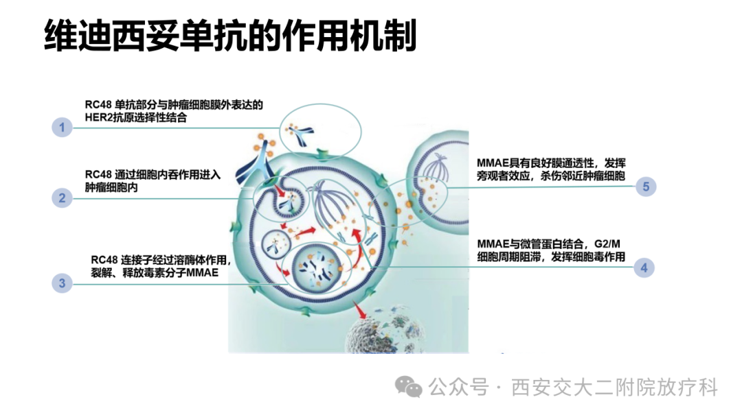 Advancements in the Application of ADC Drugs in Gynecological Malignancies