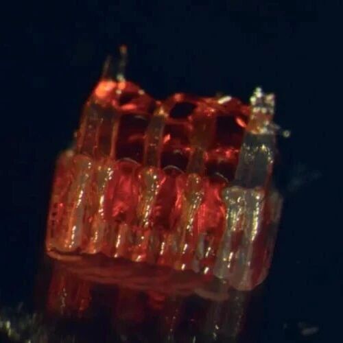 3D Printing and Stem Cells Enable Complete Spinal Cord Injury Recovery in Rats