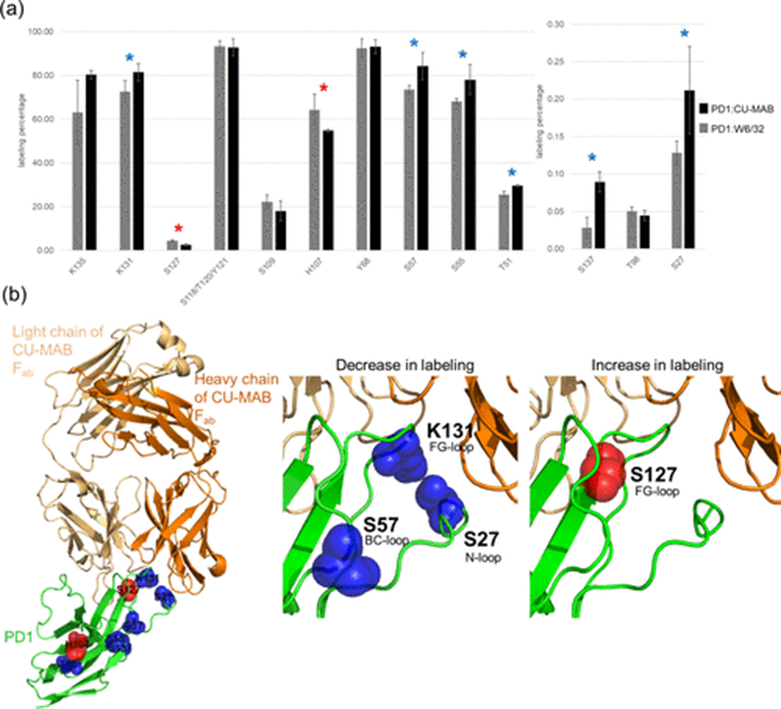 Mass Spectrometry-Driven Epitope Mapping: Application of Diethylpyrocarbonate Covalent Labeling for the Immunotherapeutic Target Programmed Cell Death Protein 1