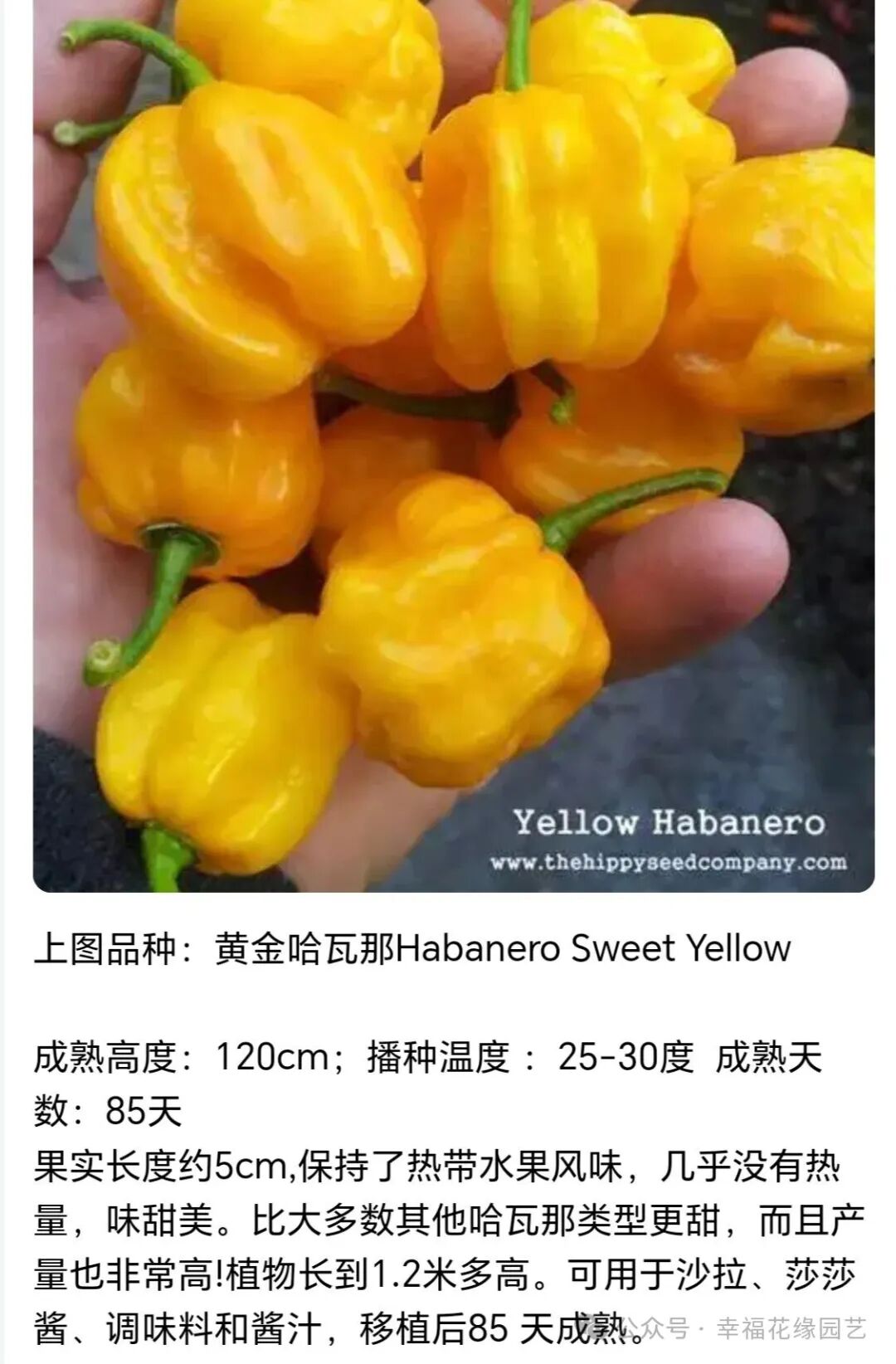 Mini Sweet Peppers: The 'King of Vitamin C' on the Dining Table, Combining Nutrition and Flavor